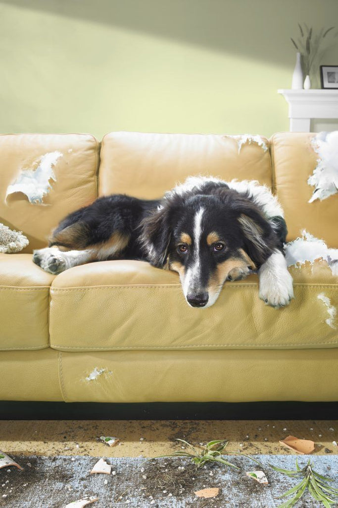 Destructive Behavior in Dogs: Causes and Solutions.