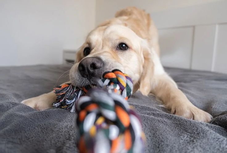 Bite into Health: The Crucial Role of Chew Toys for Dogs.