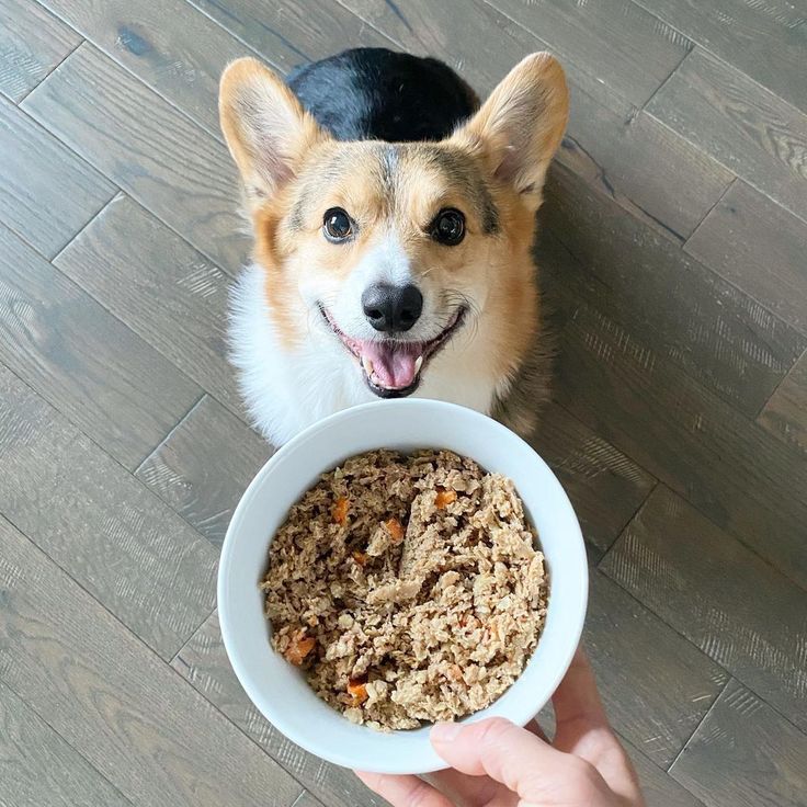 The Advantages of Home Cooked Food for Dogs.