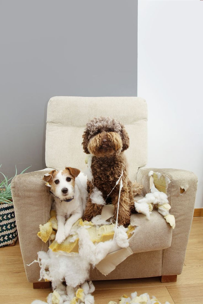 Teething Troubles: Tackling Puppy Biting and Chewing Habits.