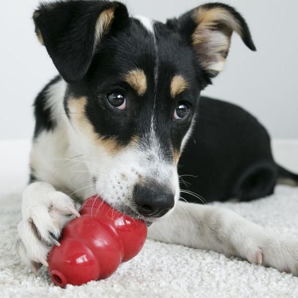 Understanding Dog Digging: Tips to Redirect and Manage the Behavior.