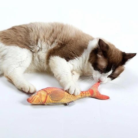 Exploring Fun Activities for Senior Cats.