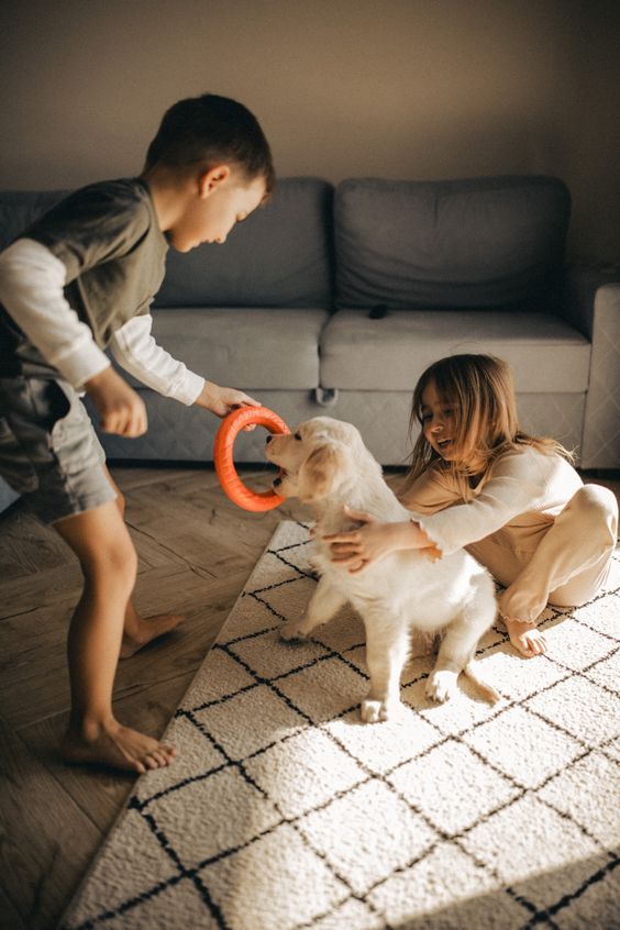 How to make your pets exercise at home?