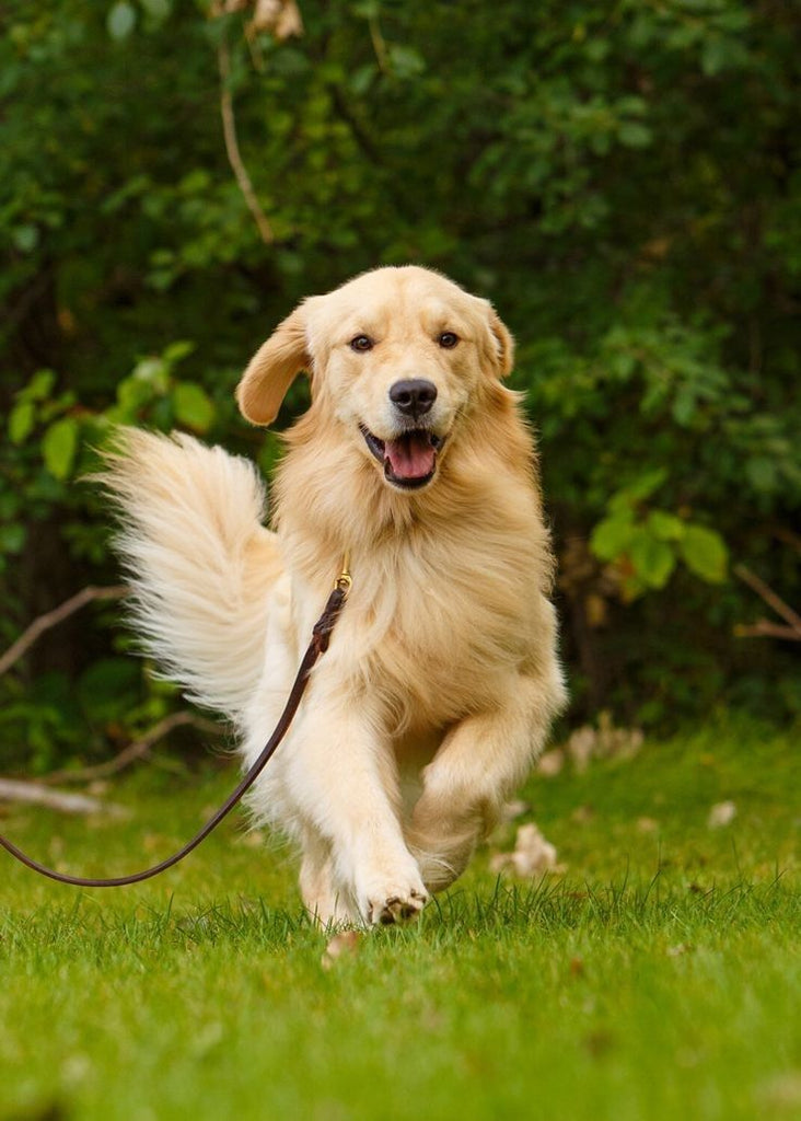 From Puppies to Seniors: Understanding the Role of Supplements in Your Dog's Health.