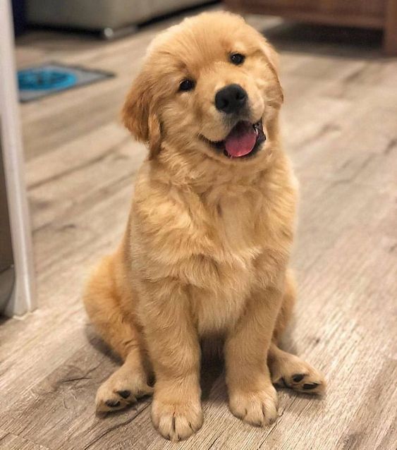 Reading Your Dog's Mind through Body Language.