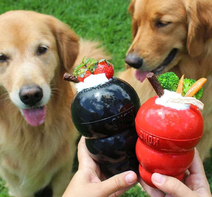 Tips to Slow Down Your Pet's Eating Habits.