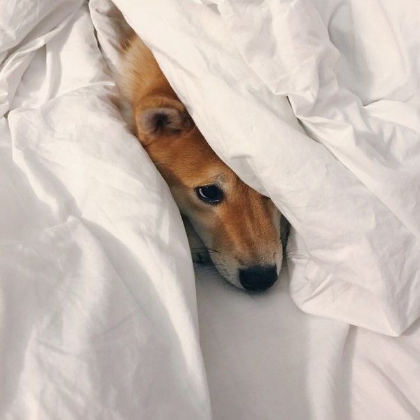 Preparing Your Dog for Thunderstorms and Fireworks.