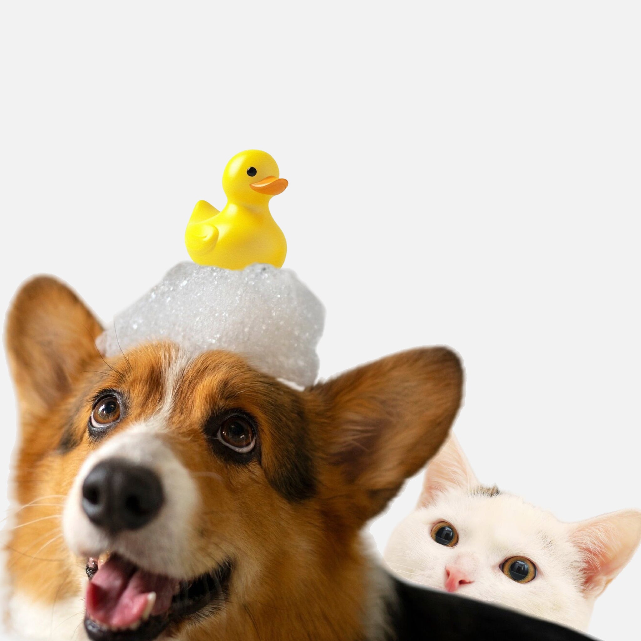 Dog & Cat Shampoo.
