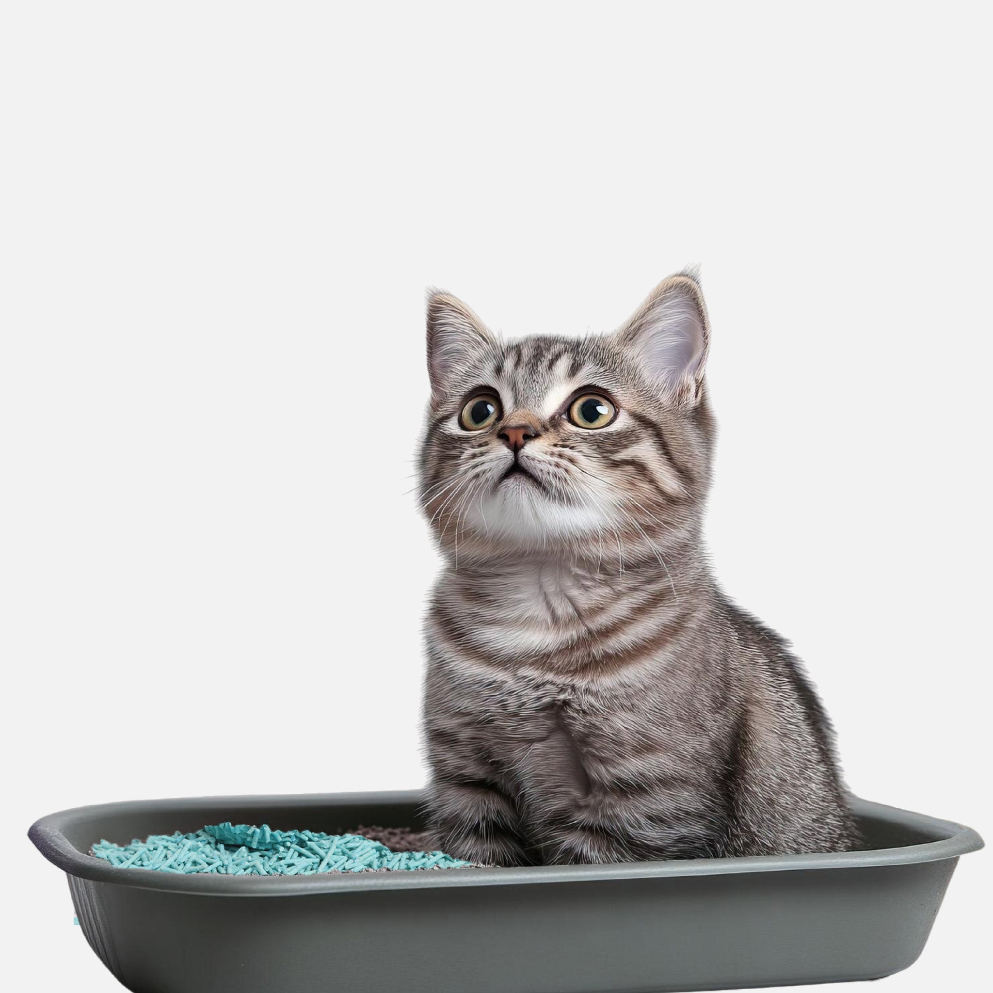 Cat Litter.