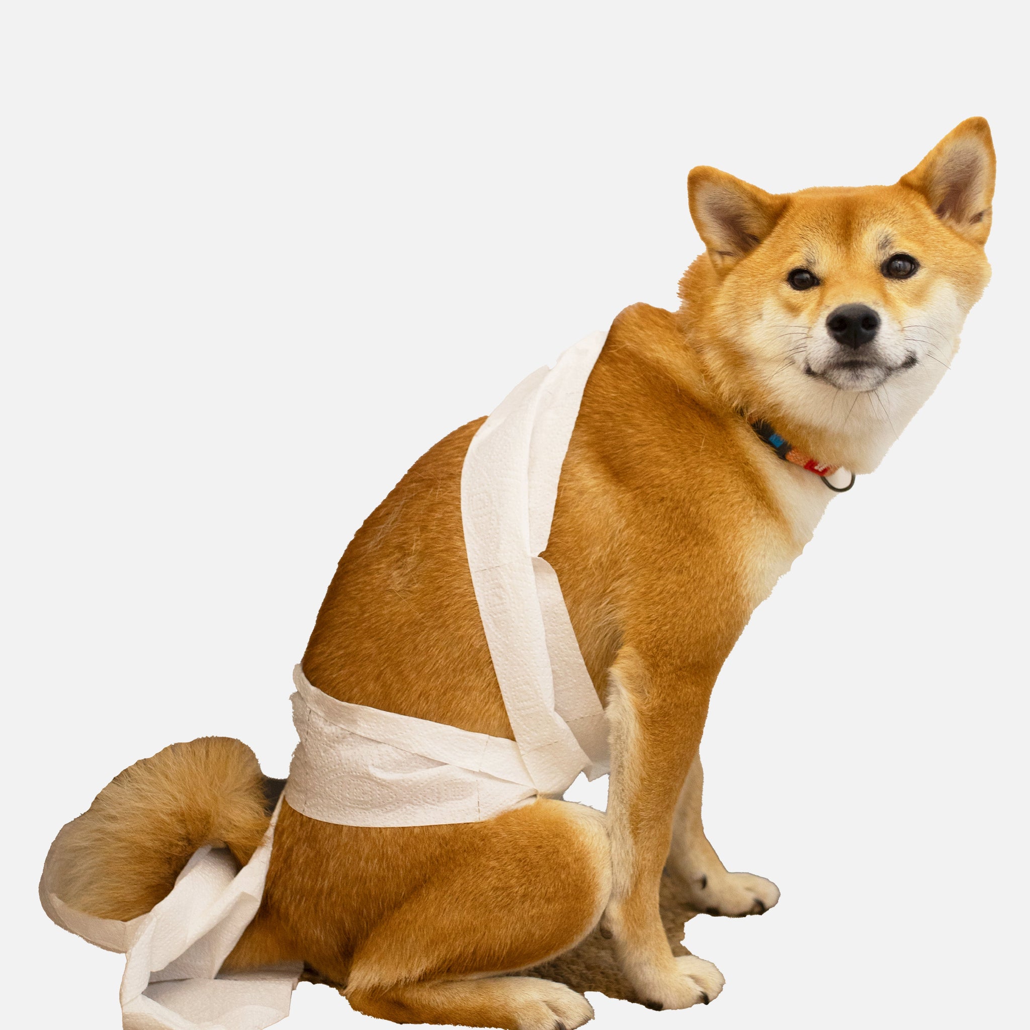 Dog Training Pads.