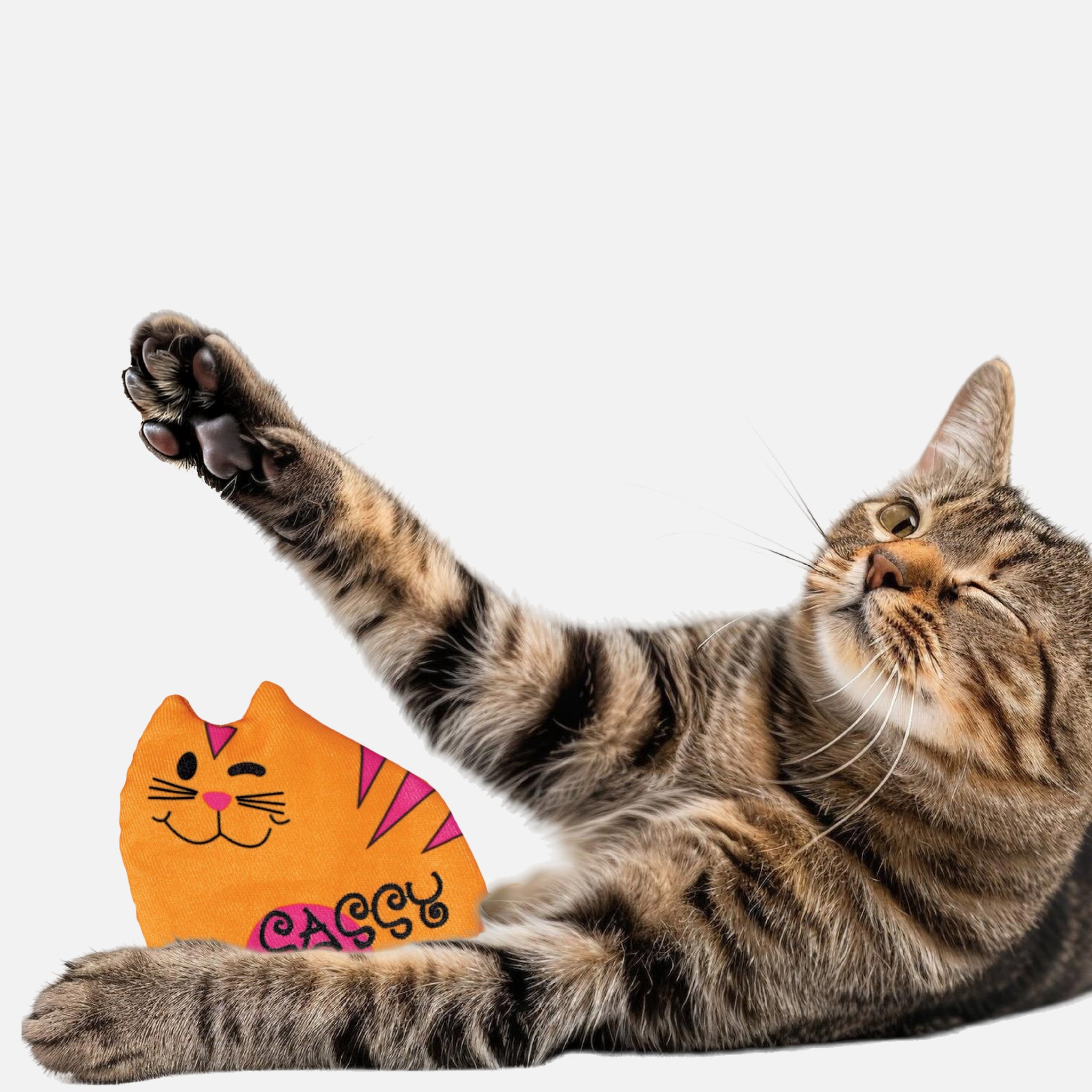 Cat Toy.