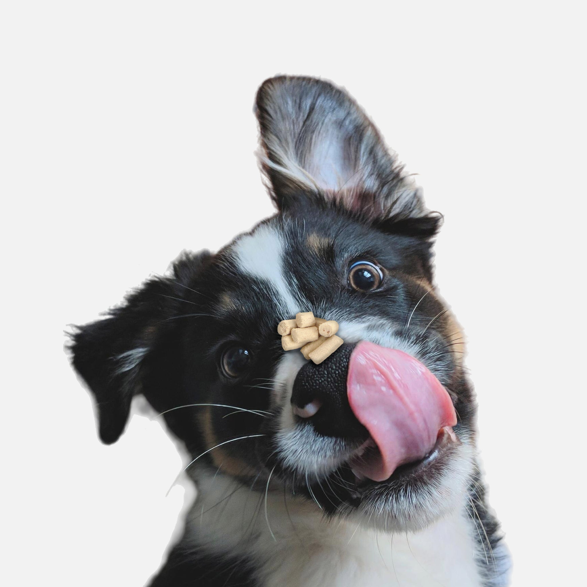 Dog Food