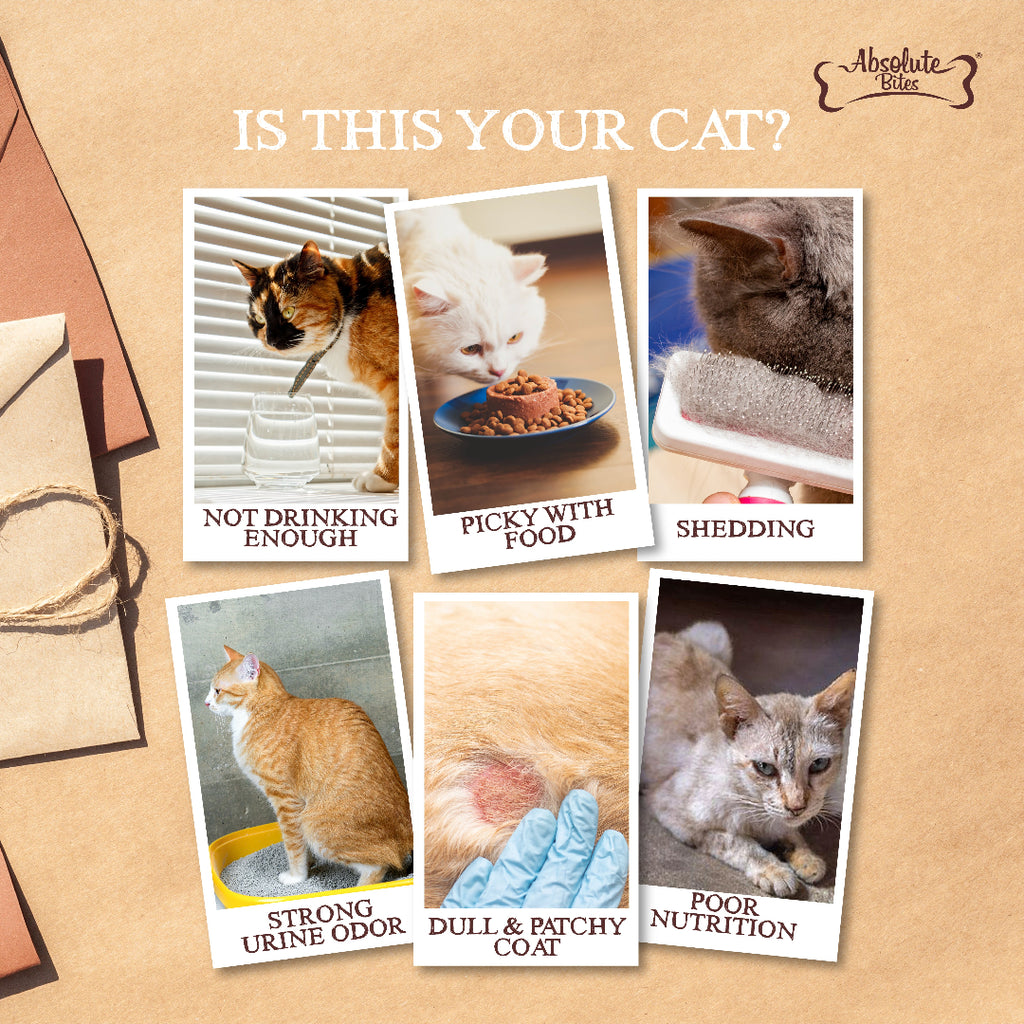 Absolute bites wild age cat canned food