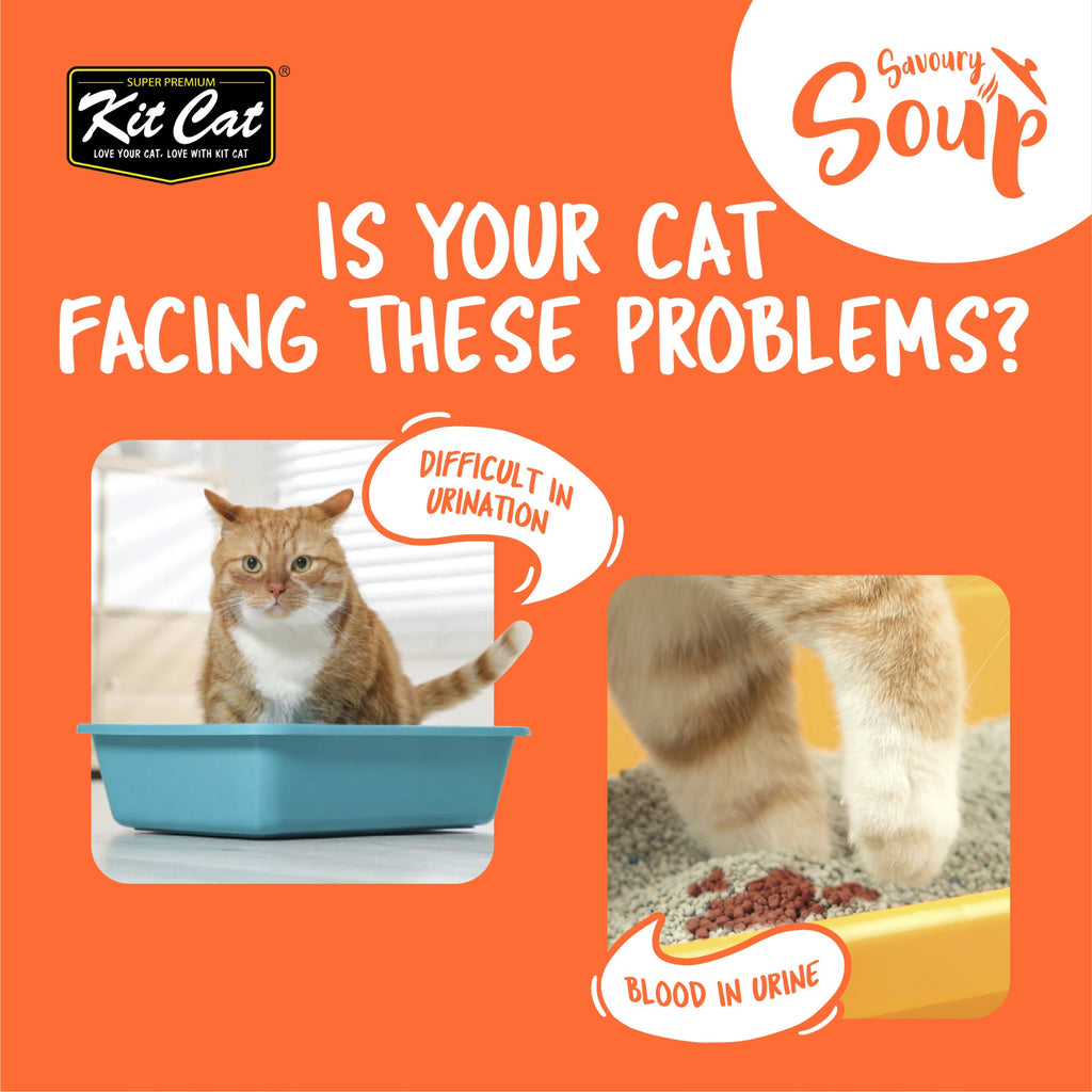 Kit Cat Savoury Soup - Problem